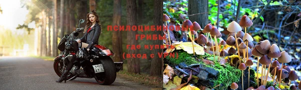 прущие грибы Пестово